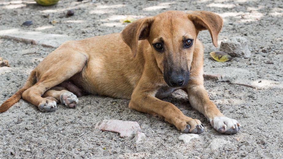 Another dog has died at the hands of dog hunters in Kryvyi Rih (VIDEO).